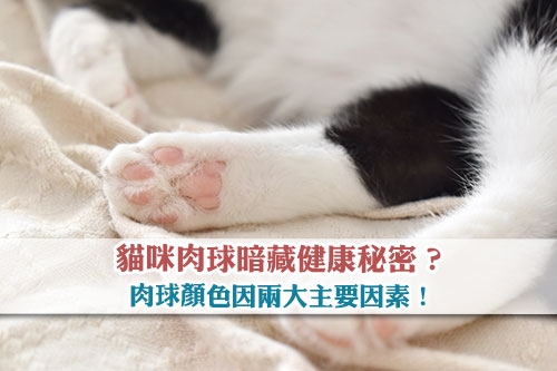 貓咪肉球暗藏健康秘密-肉球顏色因兩大主要因素